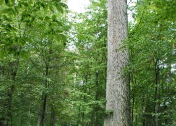 Un premio molto molto particolare! La foresta bialowieza
